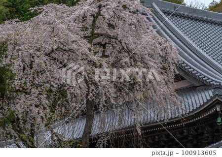 桜 桜 100913605