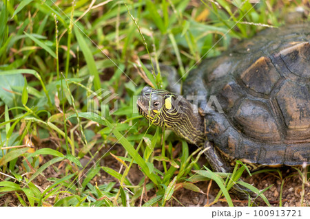 草の上を歩くカメ 100913721
