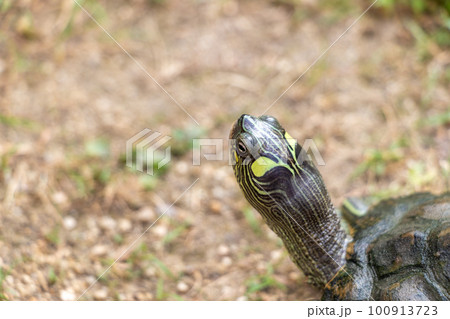 カメの頭にクローズアップ 100913723