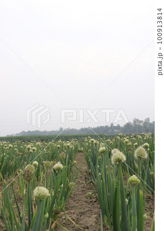 onion leaf and flower on farm are cash crops 100913814