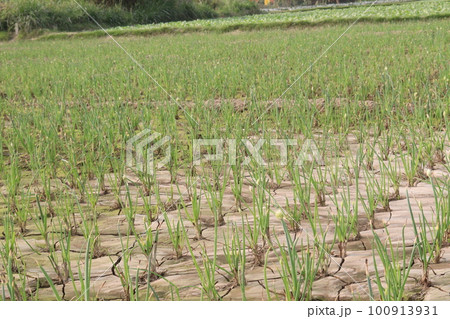 onion leaf farm are for harvest cash crops 100913931