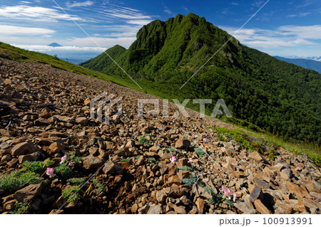 ツルネ付近のコマクサ群落と八ヶ岳連峰・権現岳・富士山の眺め 100913991