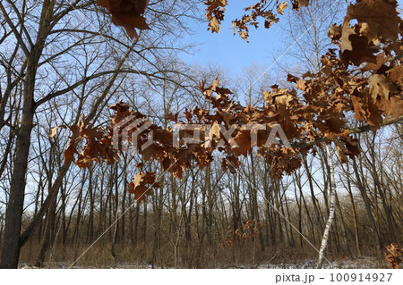 Oak leaves in the winter forest, oak tree Oak leaves in the winter forest, oak tree 100914927