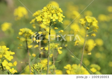 春真っ盛り、黄色く咲く菜の花 100916003