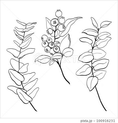Set of blueberry, eucalyptus leaves and branches. Vector illustration of greenery Set of blueberry, eucalyptus leaves and branches. Vector illustration of greenery 100916231