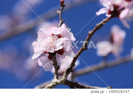 春に咲くピンクのアンズの花 100916247