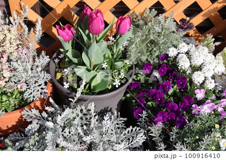プランターに植えられた春の花々 100916410