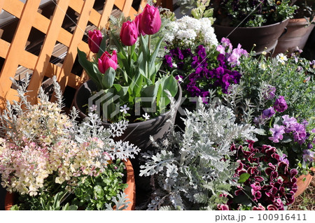 春の花寄せ植え＆花の寄せ鉢 100916411