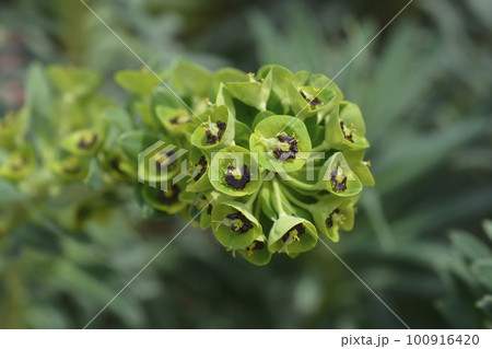 Spurge Black Pearl 100916420