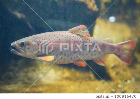 水槽の中を泳ぐヤマメ 水槽の中を泳ぐヤマメ 100916470