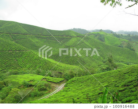 マレーシア キャメロンハイランドの写真素材 [100916488] PIXTA