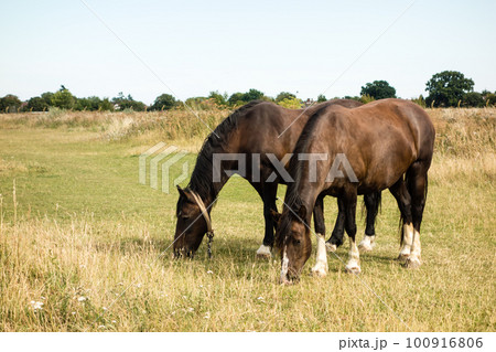 広々としたフィールドにたたずむ馬　ロンドン郊外にて 100916806