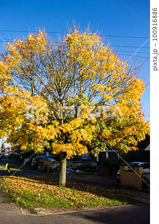 紅葉する街路樹　秋の深まるロンドン郊外の街並み 100916886