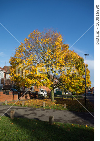 紅葉する街路樹　秋の深まるロンドン郊外の街並み 100916890