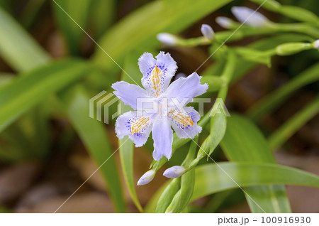 可憐なシャガの花 可憐なシャガの花 100916930