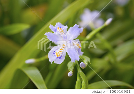 可憐なシャガの花 可憐なシャガの花 100916931