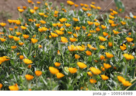 日本の早春の公園に咲くホンキンセンカ（冬知らず）のオレンジ色の花 100916989