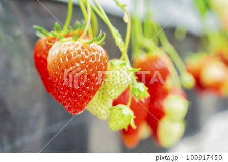 赤く実ったイチゴの果実　ハウスの苺　いちご狩り　宮城県山元町 100917450