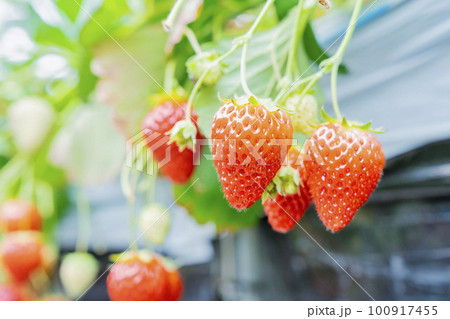 赤く実ったイチゴの果実　ハウスの苺　いちご狩り　宮城県山元町 100917455