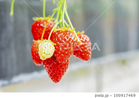 赤く実ったイチゴの果実　ハウスの苺　いちご狩り　宮城県山元町 100917469