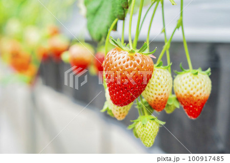 赤く実ったイチゴの果実 ハウスの苺 いちご狩り 宮城県山元町 赤く実ったイチゴの果実 ハウスの苺 いちご狩り 宮城県山元町 100917485