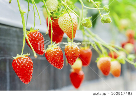 赤く実ったイチゴの果実　ハウスの苺　いちご狩り　宮城県山元町 100917492