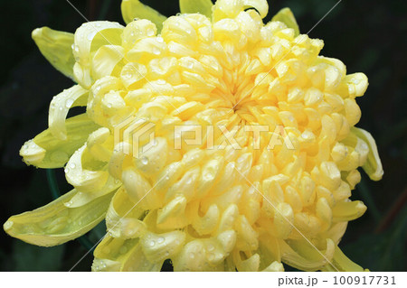 菊 キク 菊の花 100917731