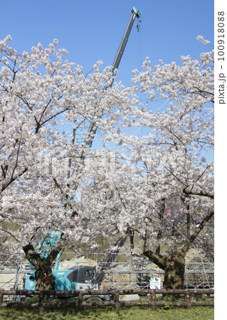 春の弘前城石垣修理風景(2021年:青森県弘前市) 春の弘前城石垣修理風景(2021年:青森県弘前市) 100918088