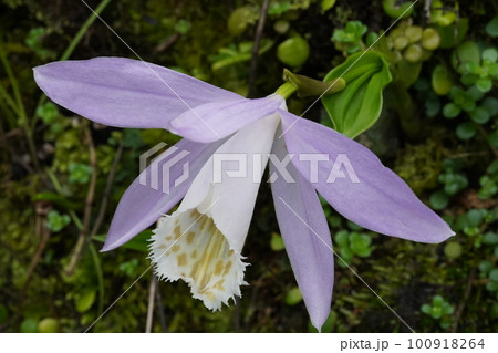 タイリントキソウの薄紫色の花 タイリントキソウの薄紫色の花 100918264