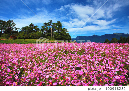アキザクラ コスモ コスモス 100918282