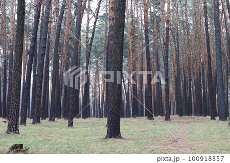 Path in the winter pine forest, warm winter Path in the winter pine forest, warm winter 100918357