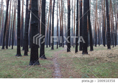 Path in the winter pine forest, warm winter Path in the winter pine forest, warm winter 100918358