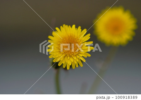 黄色い花（タンポポ） 100918389