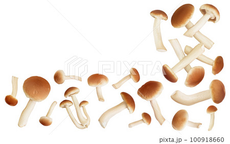 honey fungus mushrooms isolated on white background . Top view with copy space for your text. Flat lay. 100918660