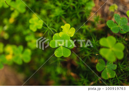 Background with green clover leaves for Saint Patrick's day. Shamrock as a symbol of good luck. Background with green clover leaves for Saint Patrick's day. Shamrock as a symbol of good luck. 100919763
