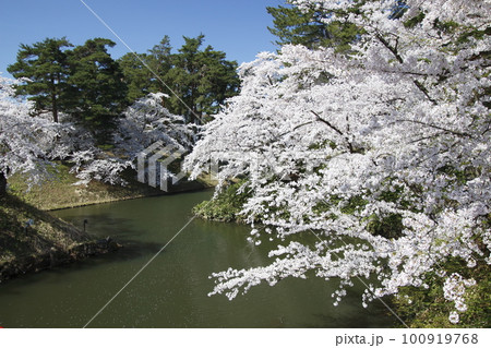 弘前公園の中濠(青森県弘前市) 弘前公園の中濠(青森県弘前市) 100919768