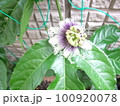 パッションフルーツの花 100920078