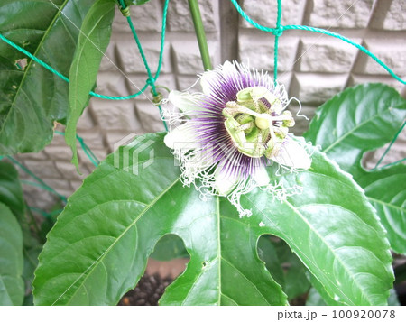 パッションフルーツの花 パッションフルーツの花 100920078