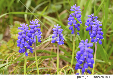 野原に咲いたムスカリの花 100920104