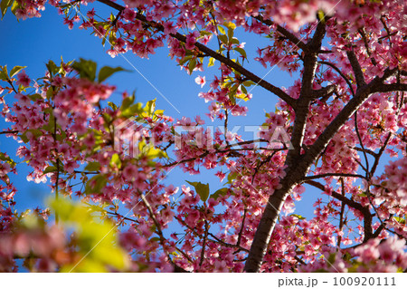 青空を背景に咲く満開の河津桜【春イメージ】 100920111