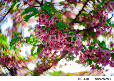 青空を背景に咲く満開の河津桜【春イメージ】 100920264