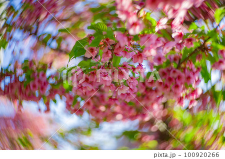 青空を背景に咲く満開の河津桜【春イメージ】 100920266