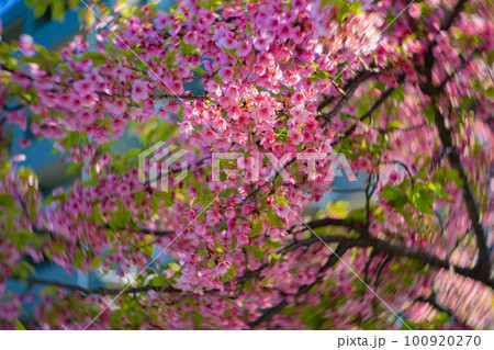 青空を背景に咲く満開の河津桜【春イメージ】 青空を背景に咲く満開の河津桜【春イメージ】 100920270