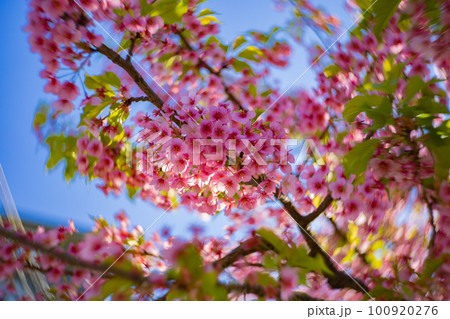 青空を背景に咲く満開の河津桜【春イメージ】 100920276