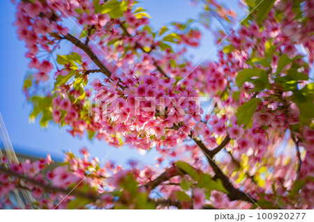 青空を背景に咲く満開の河津桜【春イメージ】 青空を背景に咲く満開の河津桜【春イメージ】 100920277