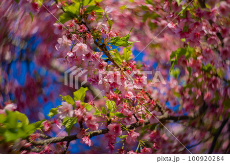 青空を背景に咲く満開の河津桜【春イメージ】 青空を背景に咲く満開の河津桜【春イメージ】 100920284