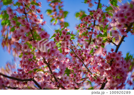 青空を背景に咲く満開の河津桜【春イメージ】 青空を背景に咲く満開の河津桜【春イメージ】 100920289