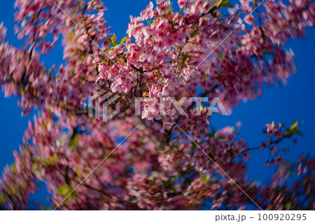 青空を背景に咲く満開の河津桜【春イメージ】 100920295