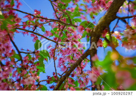 青空を背景に咲く満開の河津桜【春イメージ】 青空を背景に咲く満開の河津桜【春イメージ】 100920297
