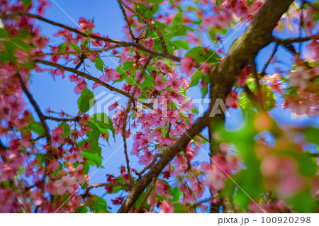 青空を背景に咲く満開の河津桜【春イメージ】 青空を背景に咲く満開の河津桜【春イメージ】 100920298